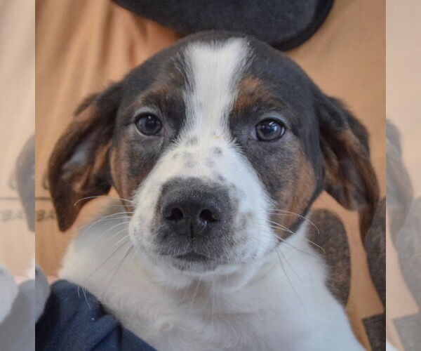 Medium Photo #6 Jack-A-Bee Puppy For Sale in Huntley, IL, USA