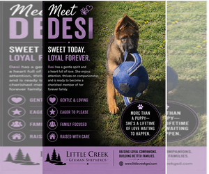 German Shepherd Dog Puppy for sale in CULPEPER, VA, USA