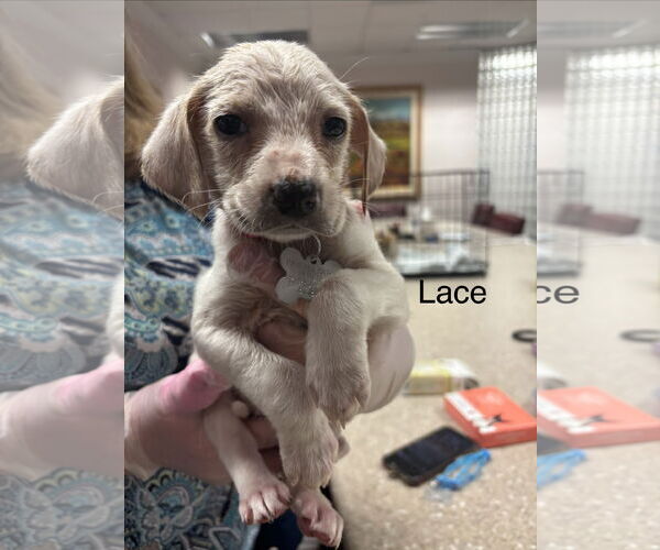 Medium Photo #1 Beagle-Unknown Mix Puppy For Sale in Holly Springs, NC, USA