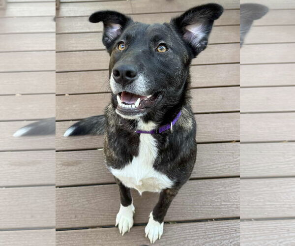 Medium Photo #2 Retriever -Unknown Mix Puppy For Sale in Newfoundland, PA, USA