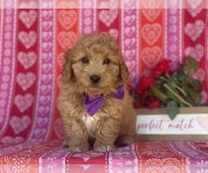 Goldendoodle (Miniature) Puppy for sale in LANCASTER, PA, USA