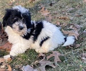 Newfoundland-Poodle (Toy) Mix Puppy for sale in PORTAGE, MI, USA