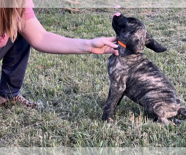 Medium Photo #2 Mastiff Puppy For Sale in AXTELL, TX, USA