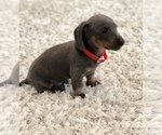 Small Photo #9 Dachshund Puppy For Sale in LOBELVILLE, TN, USA