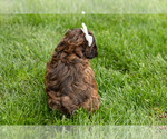Small #4 Shih-Poo