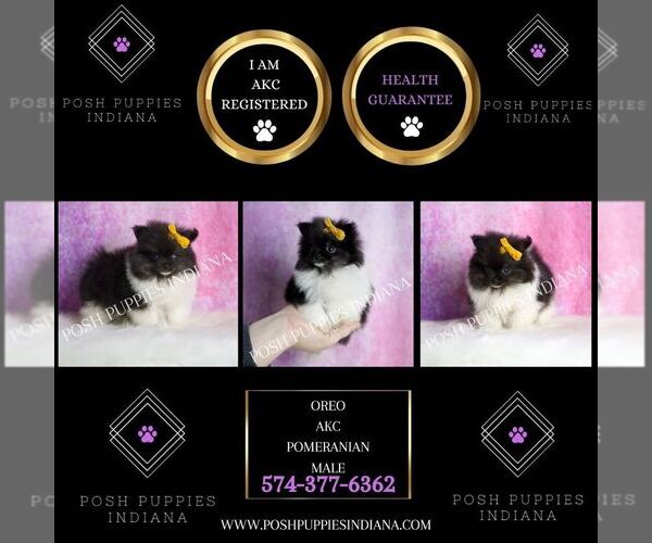Medium Photo #6 Pomeranian Puppy For Sale in WARSAW, IN, USA