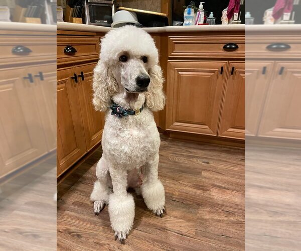 Medium Photo #15 Poodle (Standard) Puppy For Sale in KEIZER, OR, USA