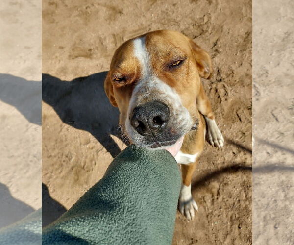 Medium Photo #2 English Foxhound Puppy For Sale in Apple Valley, CA, USA