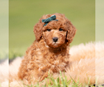 Puppy Rustle AKC Poodle (Miniature)
