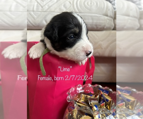 Medium Photo #1 Border Collie Puppy For Sale in VIRGINIA BEACH, VA, USA