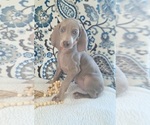 Puppy Chili Weimaraner