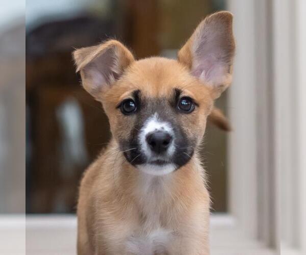Medium Photo #6 Boxer-Unknown Mix Puppy For Sale in San Diego, CA, USA