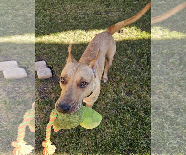 Medium Photo #2 Labrador Retriever-Unknown Mix Puppy For Sale in Plainfield, IL, USA