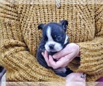 Small Photo #10 Boston Terrier Puppy For Sale in MCMINNVILLE, TN, USA