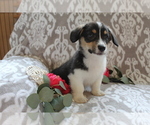 Small Photo #5 Pembroke Welsh Corgi Puppy For Sale in SHILOH, OH, USA
