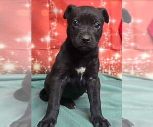 German Shepherd Dog-Unknown Mix Dogs for adoption in Lakewood, CO, USA