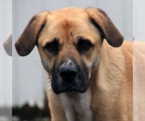 Buck - Male Anatolian Shepherd-Unknown Mix Dog for Adoption - Photo #5