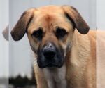 Small #4 Anatolian Shepherd Mix