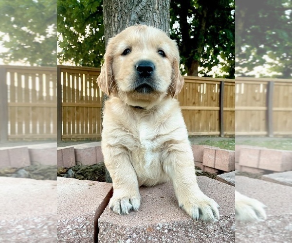 Medium Photo #9 English Cream Golden Retriever Puppy For Sale in SAN ANTONIO, TX, USA