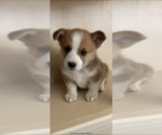 Small Photo #2 Pembroke Welsh Corgi Puppy For Sale in MIDLOTHIAN, TX, USA