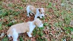 Small Photo #15 Jack Russell Terrier Puppy For Sale in AIKEN, SC, USA