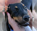 Small #1 Doberman Pinscher-Miniature Pinscher Mix