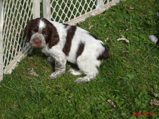 English Springer Spaniel Puppy for sale in CORRY, PA, USA