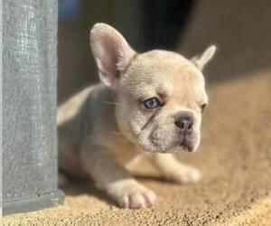 French Bulldog Puppy for sale in HOUSTON, TX, USA