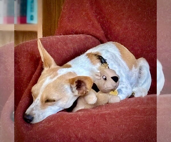 Medium Photo #3 Rat Terrier-Unknown Mix Puppy For Sale in Atlanta, GA, USA
