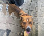 Small #34 American Pit Bull Terrier Mix