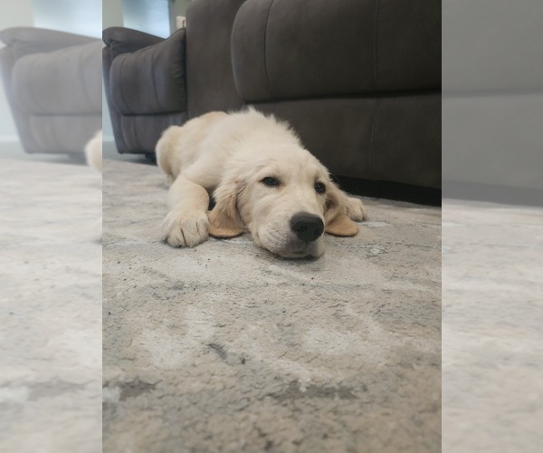 Medium Photo #4 Golden Retriever Puppy For Sale in ELVERTA, CA, USA