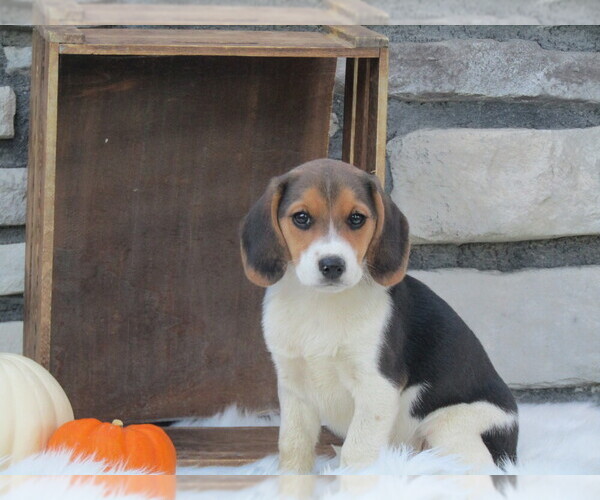 Medium Photo #14 Beagle Puppy For Sale in SUGARCREEK, OH, USA