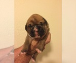 Small Photo #6 Boxer Puppy For Sale in MARTHASVILLE, MO, USA