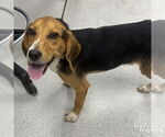 Small #1 Beagle Mix