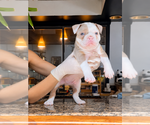 Puppy Puppy 5 Olde English Bulldogge