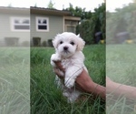 Small Photo #1 Maltese Puppy For Sale in PORTLAND, OR, USA
