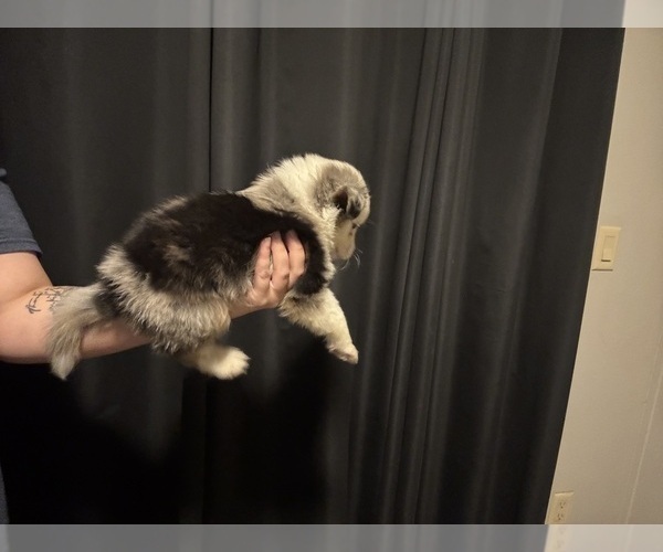 Medium Photo #5 Australian Shepherd Puppy For Sale in ORLANDO, FL, USA