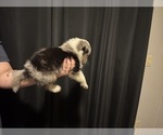 Small #4 Australian Shepherd