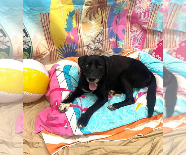 Medium Photo #6 Labrador Retriever-Unknown Mix Puppy For Sale in Bryant, AR, USA