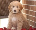 Small Photo #4 Goldendoodle (Miniature) Puppy For Sale in MANHEIM, PA, USA