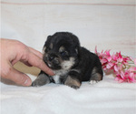 Small #2 Shiba Inu
