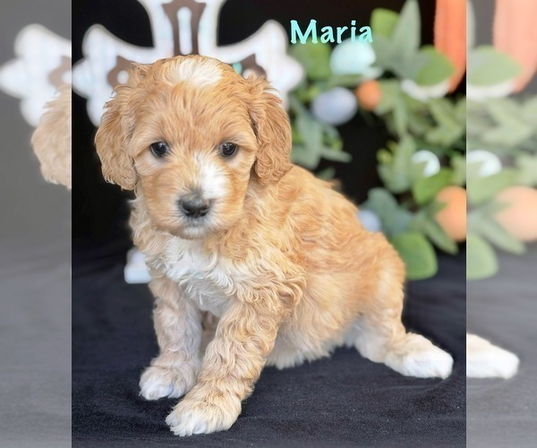 Medium Photo #3 Australian Labradoodle Puppy For Sale in WASHINGTON, NC, USA