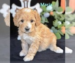 Small #2 Australian Labradoodle