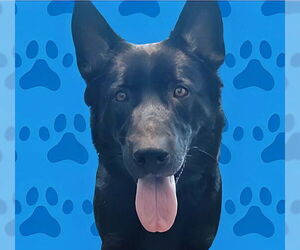 German Shepherd Dog Dogs for adoption in Pasadena, CA, USA