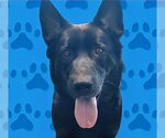 Small German Shepherd Dog