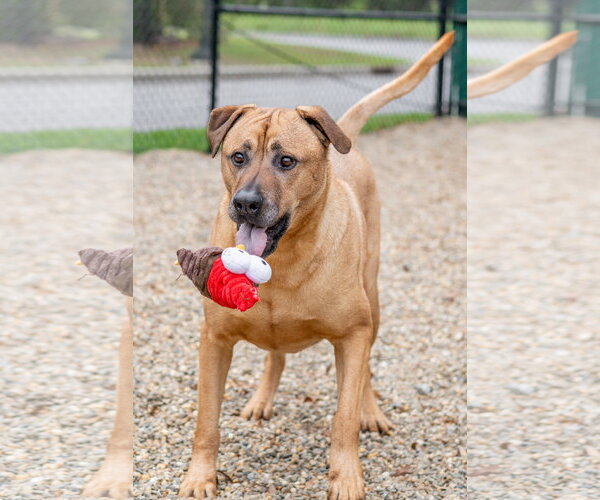 Medium Photo #3 Black Mouth Cur-Unknown Mix Puppy For Sale in Hilton Head, SC, USA