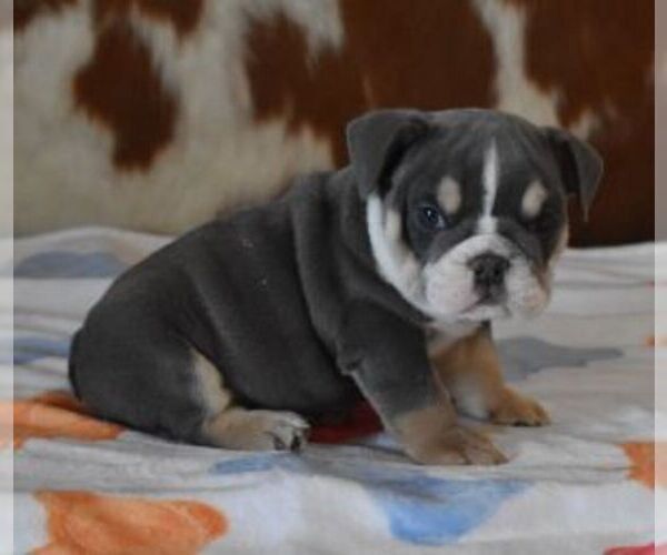Medium Photo #1 English Bulldog Puppy For Sale in MARSHFIELD, MO, USA