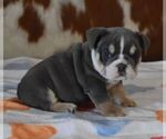 Image preview for Ad Listing. Nickname: TOBY BLUE TRI