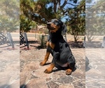 Puppy Queen Elizabeth Doberman Pinscher