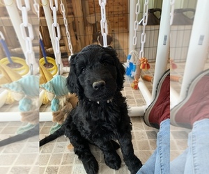 Goldendoodle Puppy for sale in LA CROSSE, WI, USA